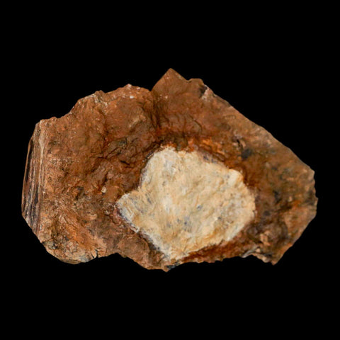 1.8" Detailed Ginkgo Cranei Fossil Plant Leaf Morton County, ND Paleocene Age COA - Fossil Age Minerals