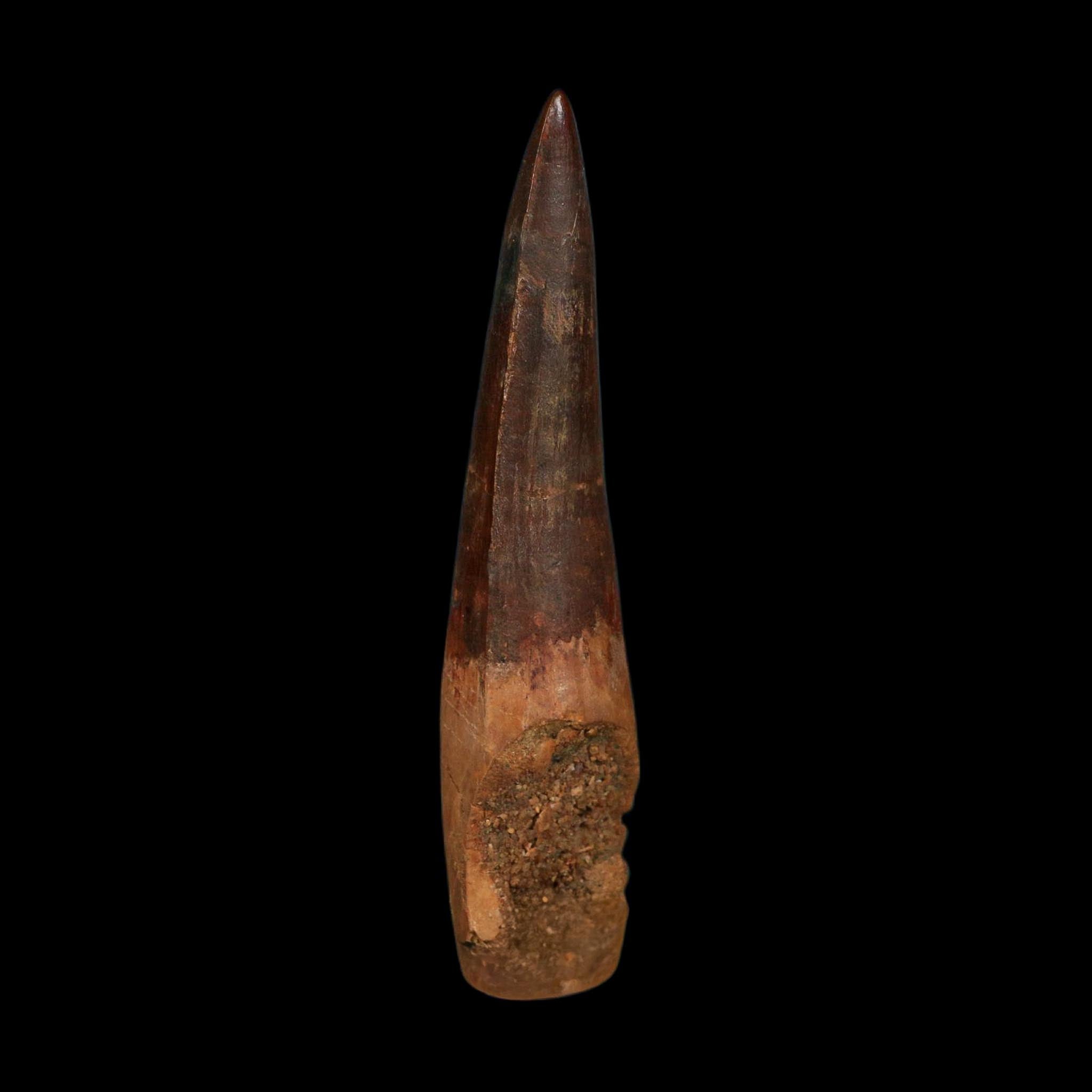 XL 4" Spinosaurus Fossil Tooth 100 Million Years Old Cretaceous Dinosaur COA - Fossil Age Minerals