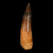 XXL 4.3" Spinosaurus Fossil Tooth 100 Million Years Old Cretaceous Dinosaur COA