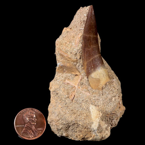 1.8" Plesiosaur Zarafasaura Tooth Fossil In Matrix Cretaceous Dinosaur Era COA - Fossil Age Minerals