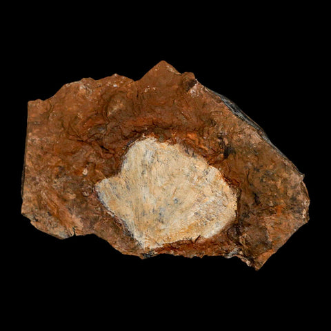 1.8" Detailed Ginkgo Cranei Fossil Plant Leaf Morton County, ND Paleocene Age COA - Fossil Age Minerals