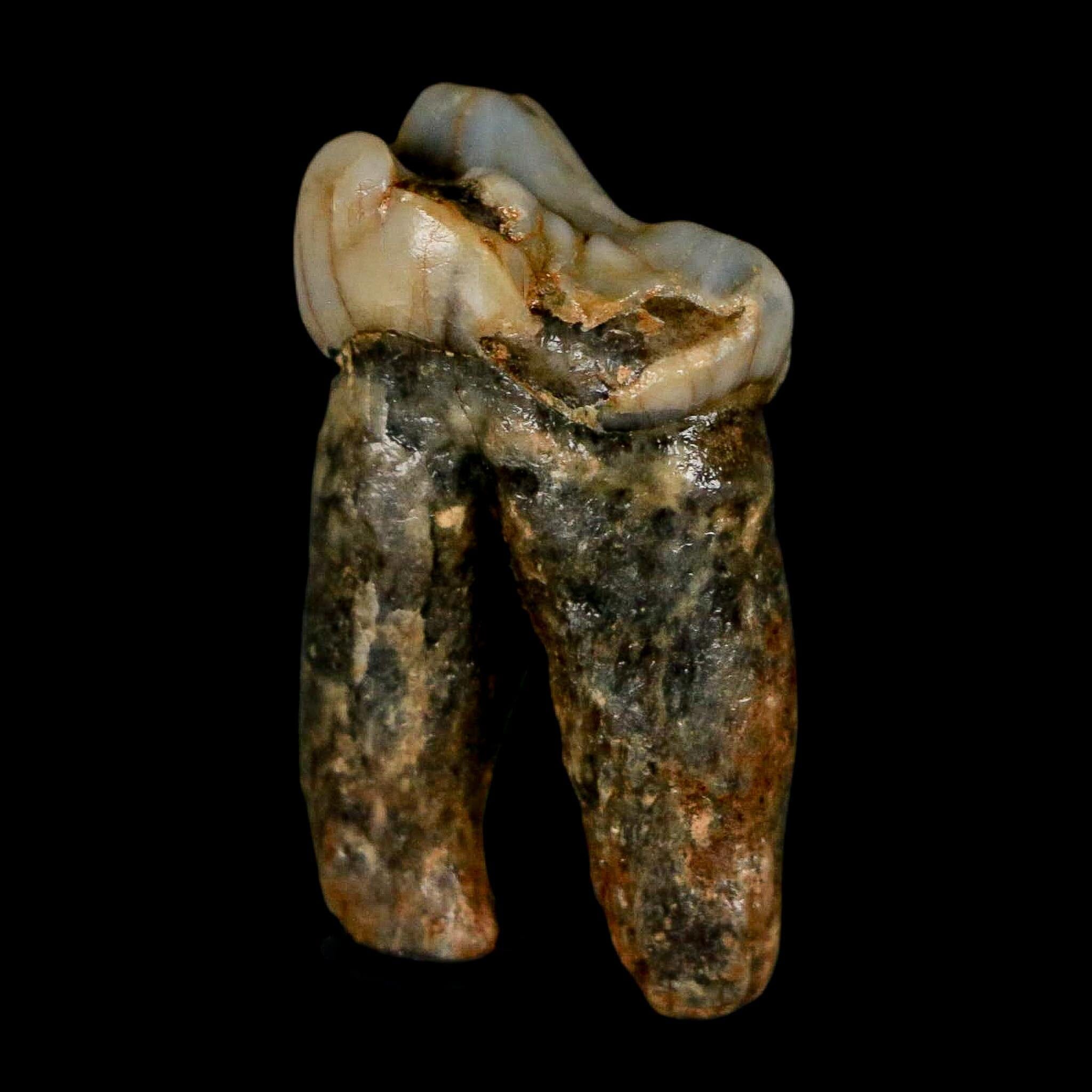 1.2" Extinct Cave Bear Ursus Spelaeus Pre-Molar Tooth Rooted Pleistocene Age COA - Fossil Age Minerals