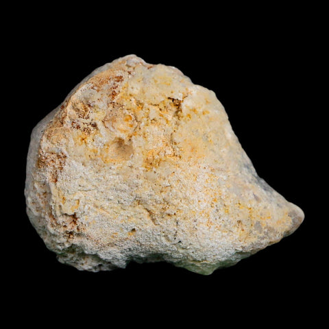 2.2" Agatized Coral Slabs Fossil Oligocene and Miocene Epochs Tampa Bay Florida