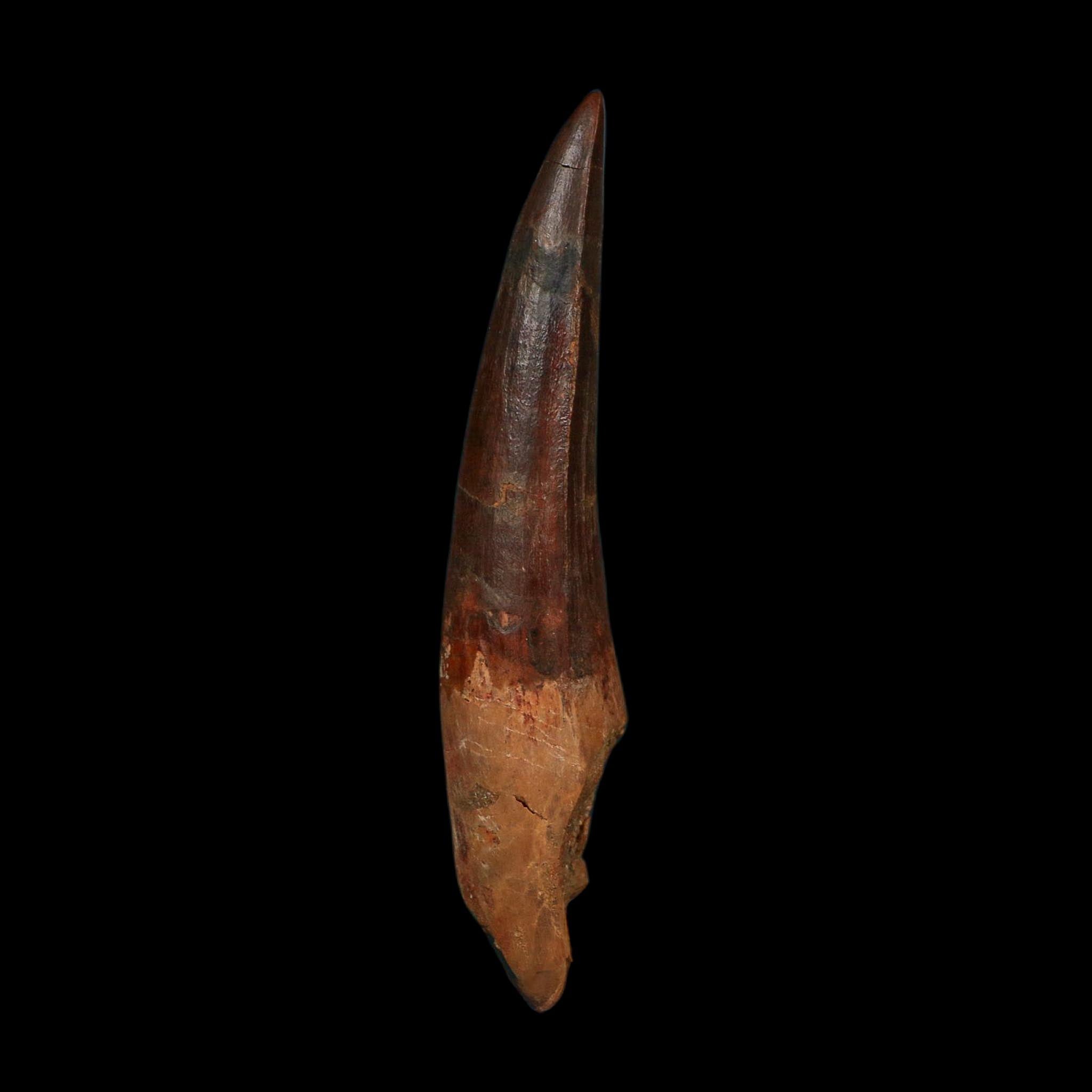 XL 4" Spinosaurus Fossil Tooth 100 Million Years Old Cretaceous Dinosaur COA - Fossil Age Minerals