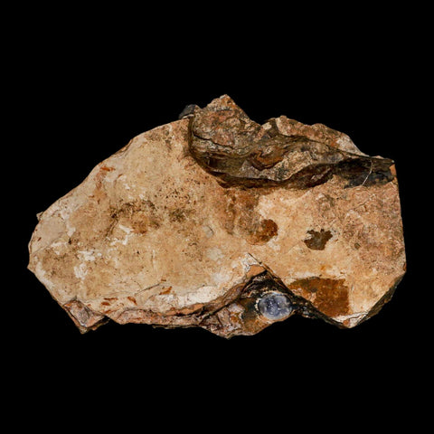 1.8" Detailed Ginkgo Cranei Fossil Plant Leaf Morton County, ND Paleocene Age COA - Fossil Age Minerals
