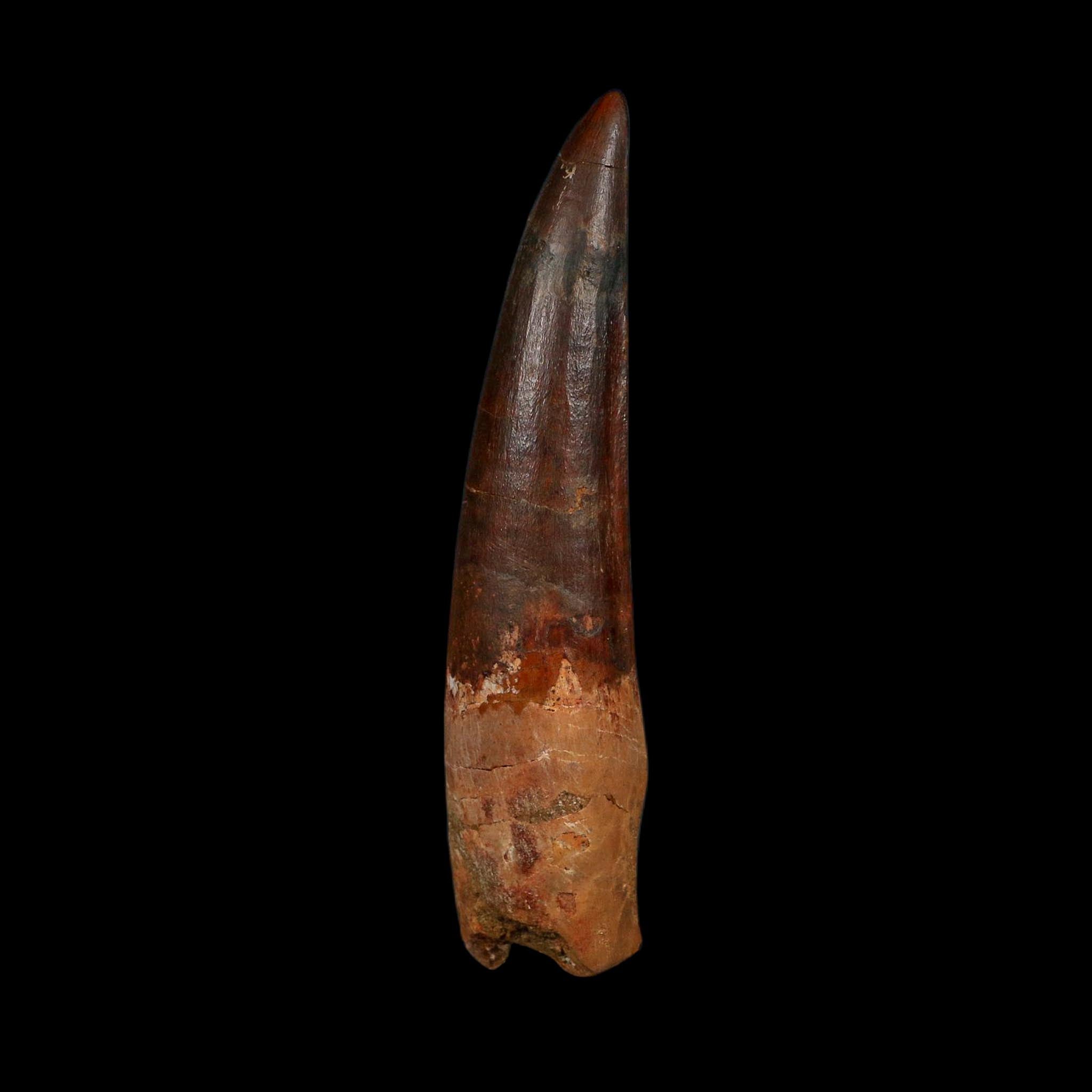 XL 4" Spinosaurus Fossil Tooth 100 Million Years Old Cretaceous Dinosaur COA - Fossil Age Minerals