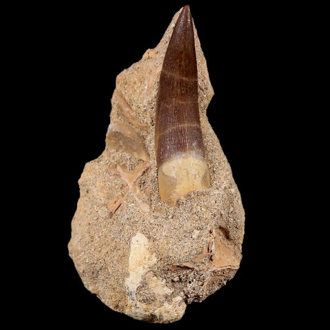 1.8" Plesiosaur Zarafasaura Tooth Fossil In Matrix Cretaceous Dinosaur Era COA - Fossil Age Minerals