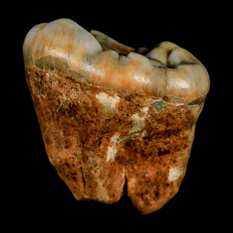 1.2" Extinct Cave Bear Ursus Spelaeus Pre-Molar Tooth Rooted Pleistocene Age COA
