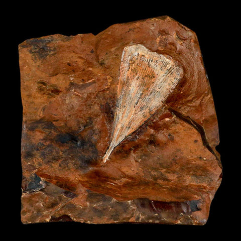 2.1" Detailed Ginkgo Cranei Fossil Plant Leaf Morton County, ND Paleocene Age COA - Fossil Age Minerals