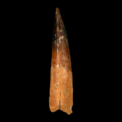 XXL 4.3" Spinosaurus Fossil Tooth 100 Million Years Old Cretaceous Dinosaur COA - Fossil Age Minerals