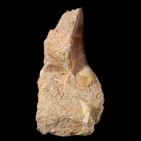 1.8" Plesiosaur Zarafasaura Tooth Fossil In Matrix Cretaceous Dinosaur Era COA - Fossil Age Minerals