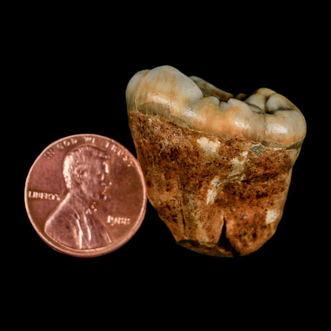 1.2" Extinct Cave Bear Ursus Spelaeus Pre-Molar Tooth Rooted Pleistocene Age COA