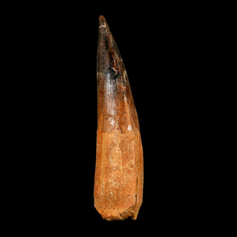 XXL 4.3" Spinosaurus Fossil Tooth 100 Million Years Old Cretaceous Dinosaur COA - Fossil Age Minerals