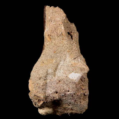 1.8" Plesiosaur Zarafasaura Tooth Fossil In Matrix Cretaceous Dinosaur Era COA - Fossil Age Minerals