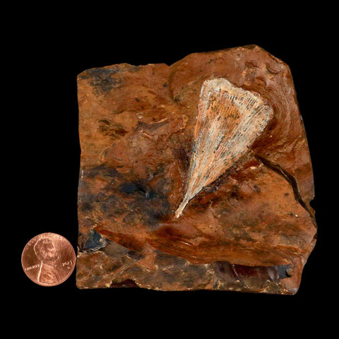 2.1" Detailed Ginkgo Cranei Fossil Plant Leaf Morton County, ND Paleocene Age COA - Fossil Age Minerals