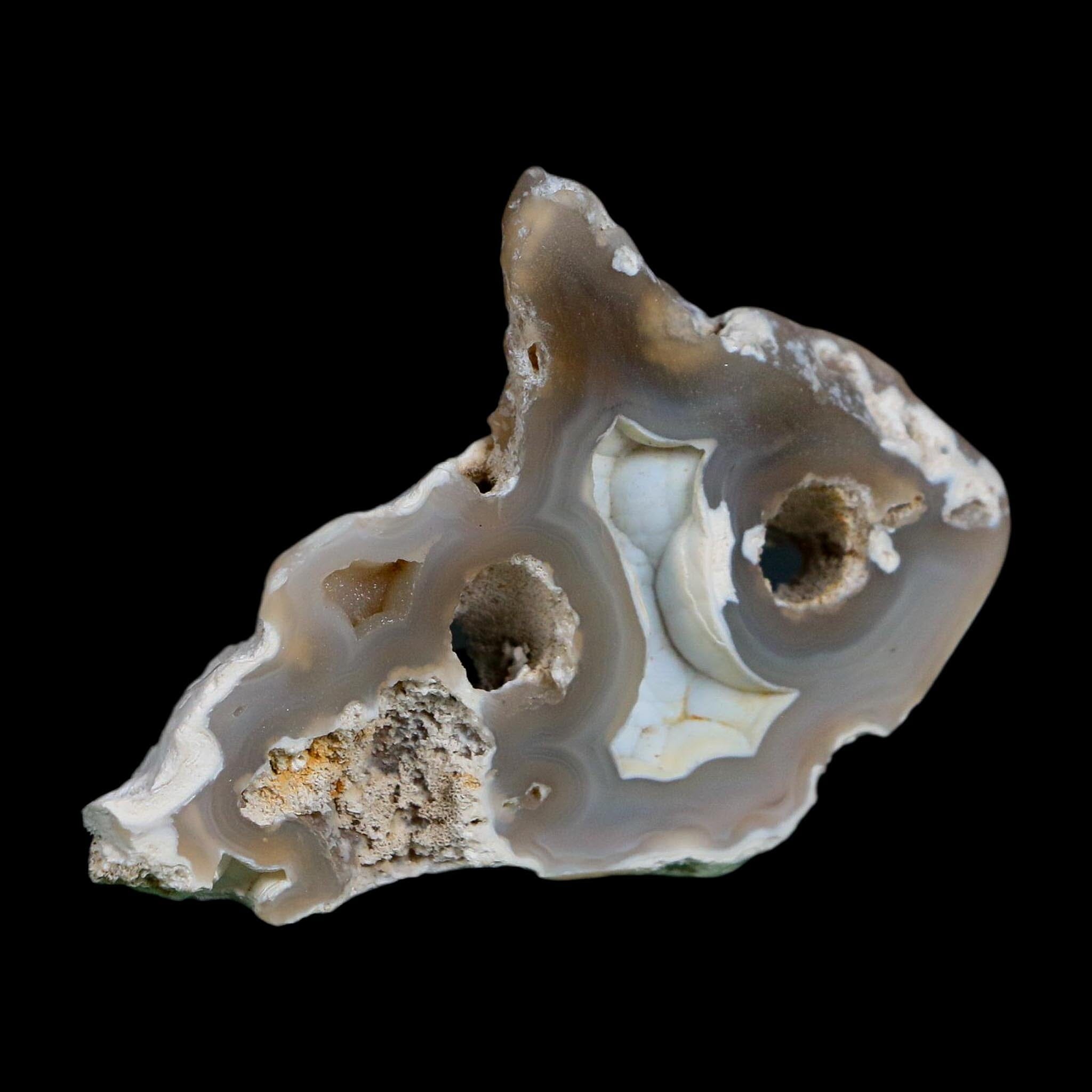 2.5" Agatized Coral Slab Fossil Oligocene and Miocene Epochs Tampa Bay Florida - Fossil Age Minerals