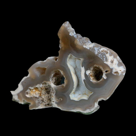 2.5" Agatized Coral Slab Fossil Oligocene and Miocene Epochs Tampa Bay Florida