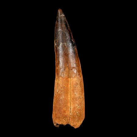 XXL 4.3" Spinosaurus Fossil Tooth 100 Million Years Old Cretaceous Dinosaur COA
