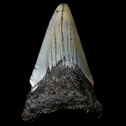 2.5" Quality Megalodon Shark Tooth Serrated Fossil Natural Miocene Age COA - Fossil Age Minerals