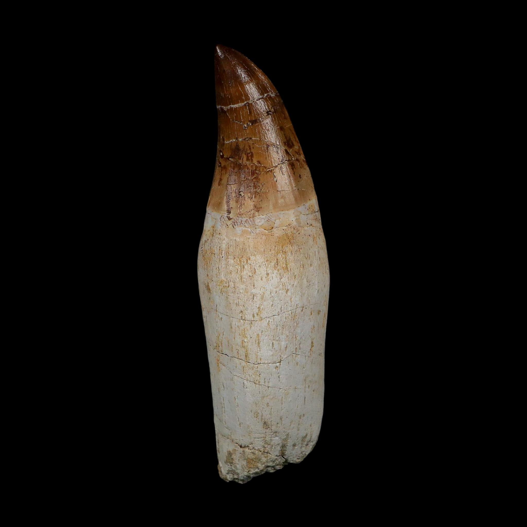 XL 4.3" Mosasaur Prognathodon Fossil Tooth Rooted Cretaceous Dinosaur Era COA