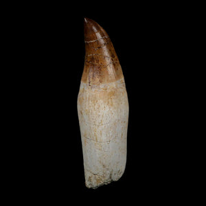 XL 4.3