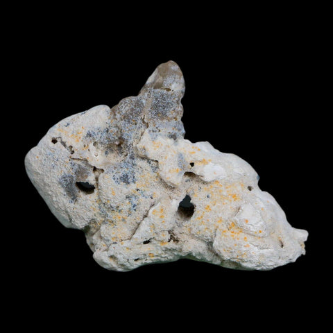 2.5" Agatized Coral Slab Fossil Oligocene and Miocene Epochs Tampa Bay Florida