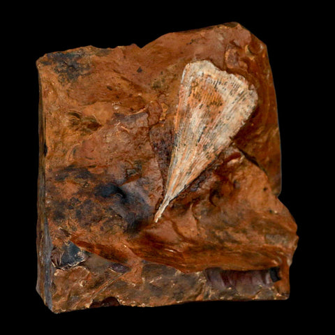 2.1" Detailed Ginkgo Cranei Fossil Plant Leaf Morton County, ND Paleocene Age COA - Fossil Age Minerals