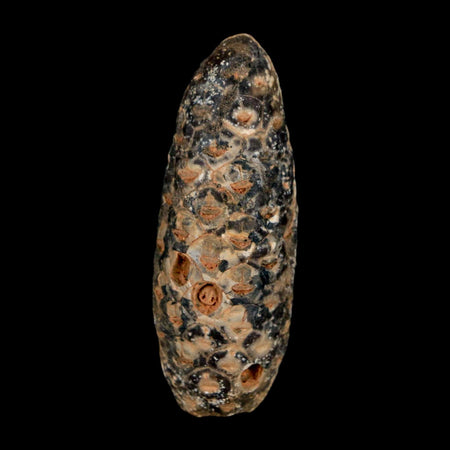 XL 2.2" Fossil Pine Cone Equicalastrobus Replaced By Agate Eocene Age Seeds Fruit