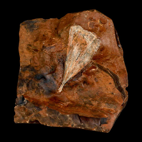 2.1" Detailed Ginkgo Cranei Fossil Plant Leaf Morton County, ND Paleocene Age COA - Fossil Age Minerals