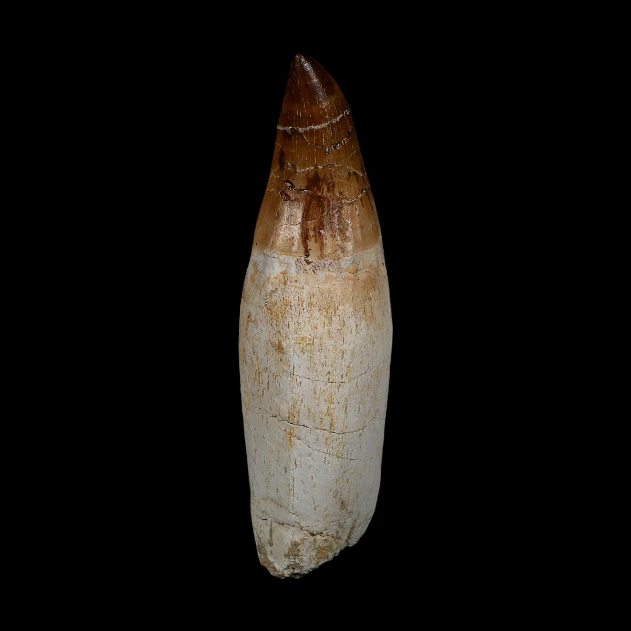 XL 4.3" Mosasaur Prognathodon Fossil Tooth Rooted Cretaceous Dinosaur Era COA