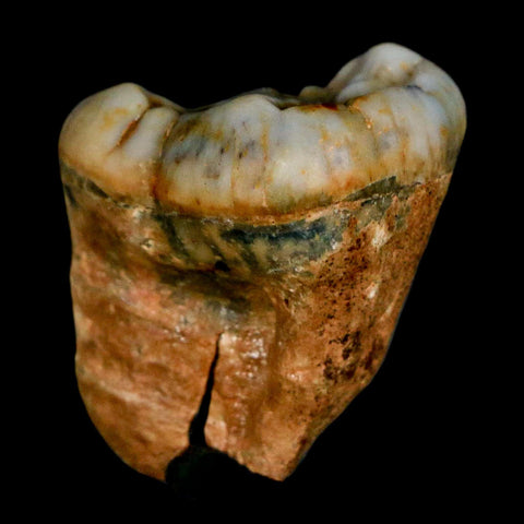 1.2" Extinct Cave Bear Ursus Spelaeus Pre-Molar Tooth Rooted Pleistocene Age COA