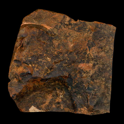 2.1" Detailed Ginkgo Cranei Fossil Plant Leaf Morton County, ND Paleocene Age COA - Fossil Age Minerals