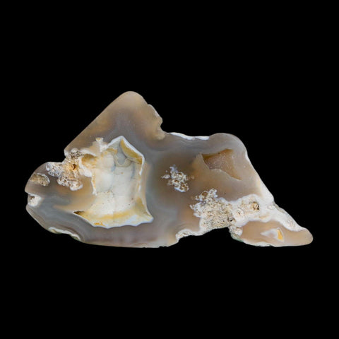 2.3" Agatized Coral Slab Fossil Oligocene and Miocene Epochs Tampa Bay Florida