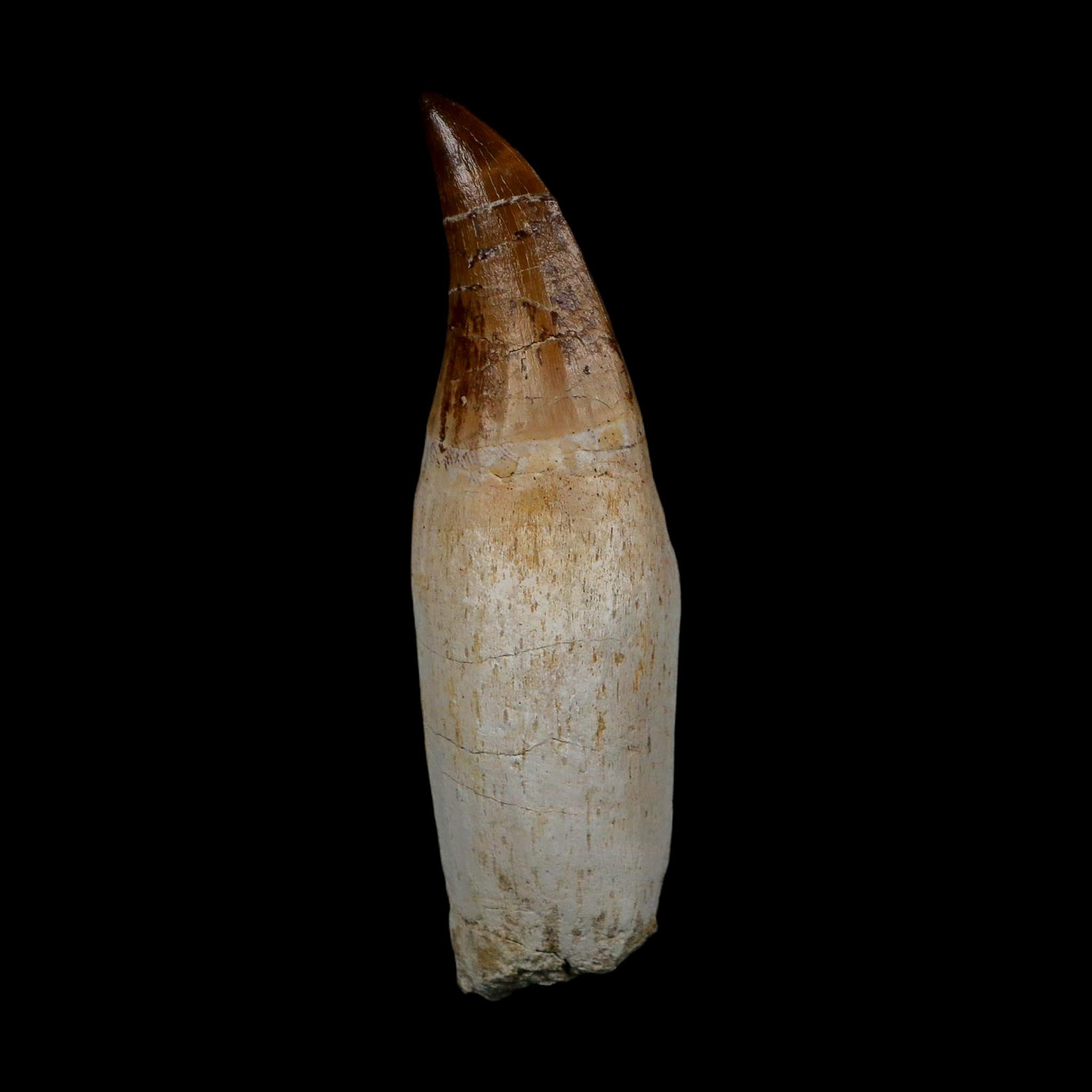 XL 4.3" Mosasaur Prognathodon Fossil Tooth Rooted Cretaceous Dinosaur Era COA