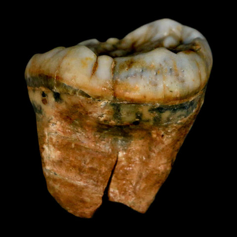1.2" Extinct Cave Bear Ursus Spelaeus Pre-Molar Tooth Rooted Pleistocene Age COA