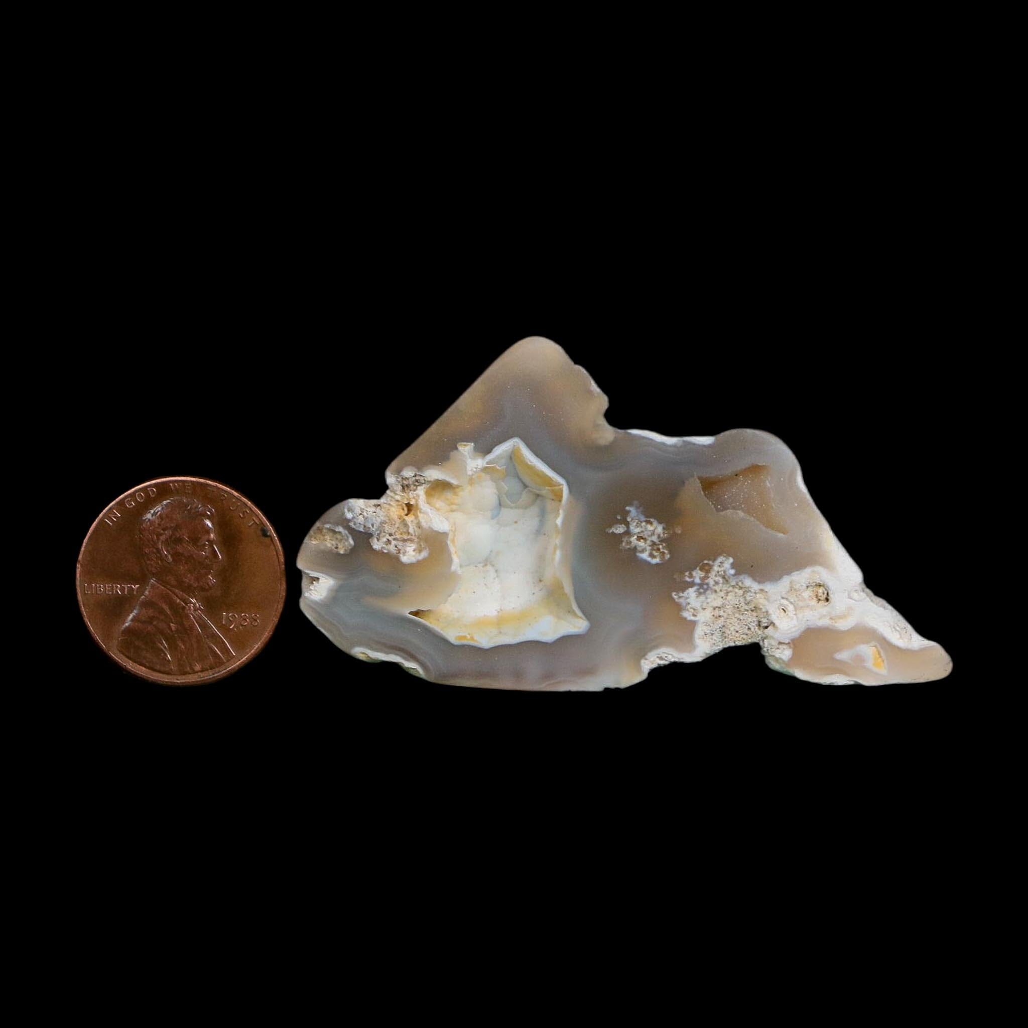 2.3" Agatized Coral Slab Fossil Oligocene and Miocene Epochs Tampa Bay Florida - Fossil Age Minerals