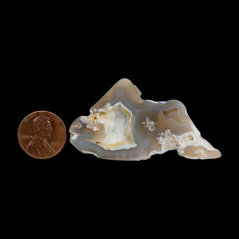 2.3" Agatized Coral Slab Fossil Oligocene and Miocene Epochs Tampa Bay Florida