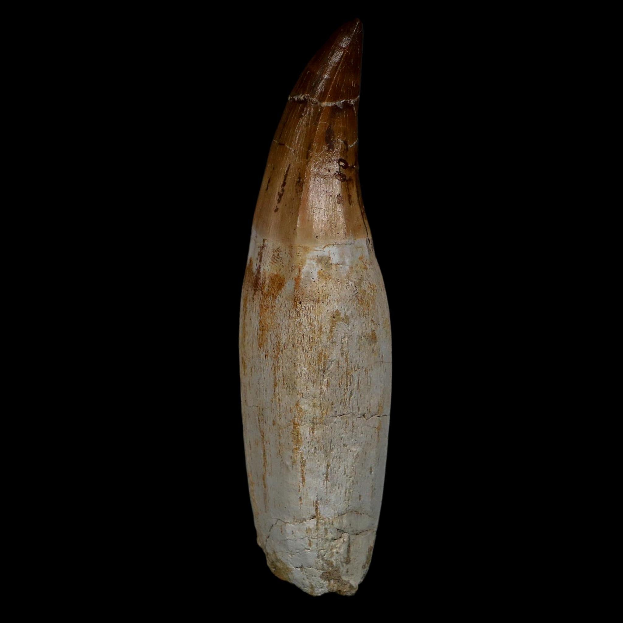 XL 4.3" Mosasaur Prognathodon Fossil Tooth Rooted Cretaceous Dinosaur Era COA