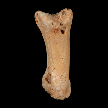 0.7" Dromaeosaurid Raptor Fossil Limb Toe Bone Cretaceous Dinosaur COA, Display