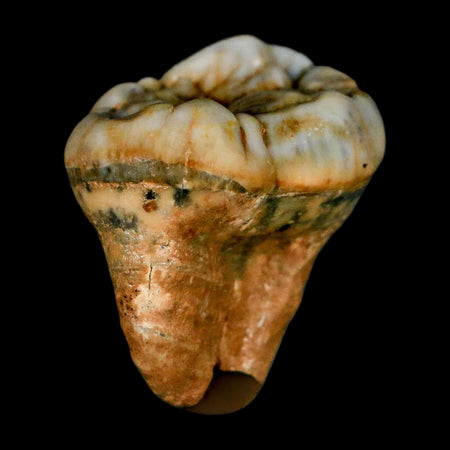 1.2" Extinct Cave Bear Ursus Spelaeus Pre-Molar Tooth Rooted Pleistocene Age COA