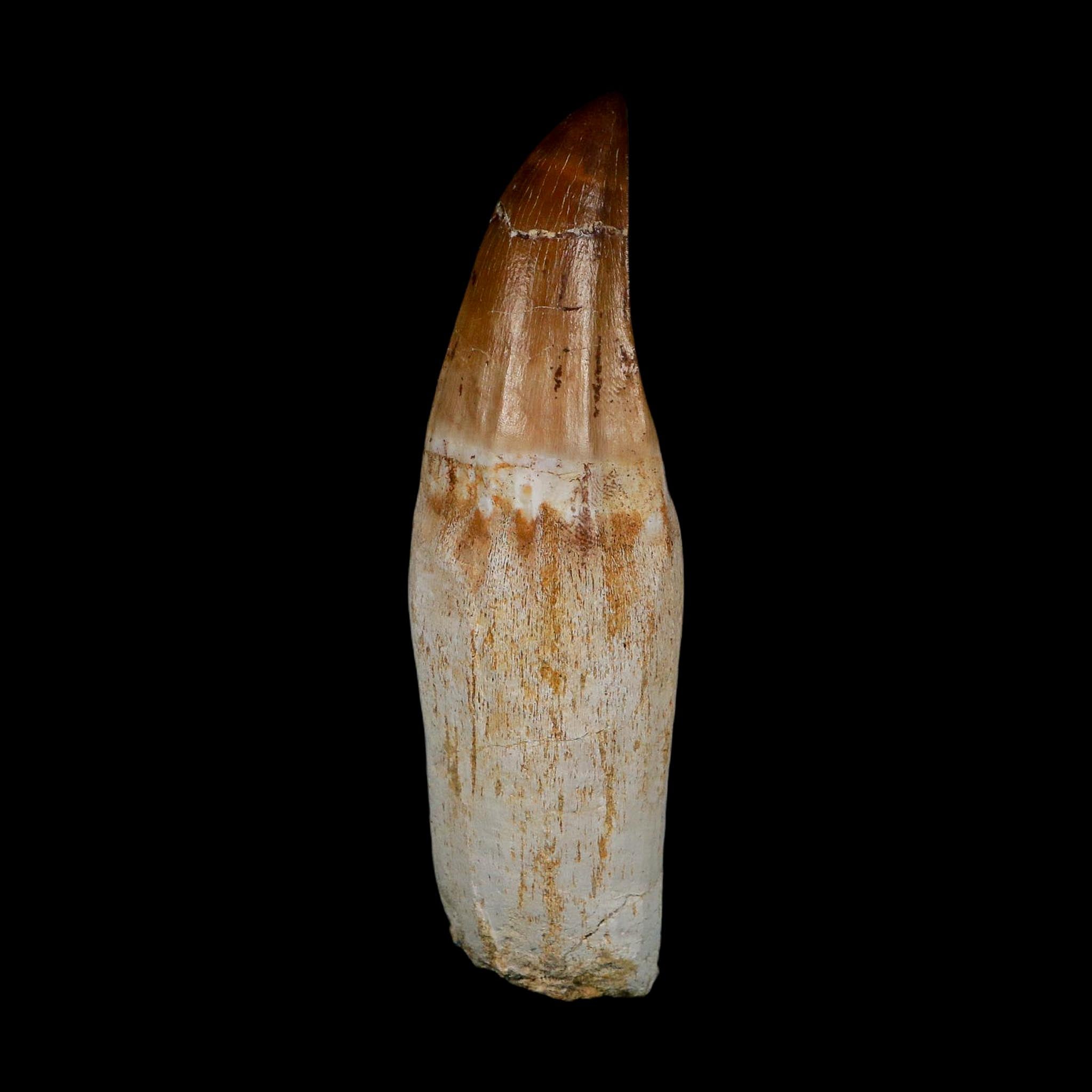 XL 4.3" Mosasaur Prognathodon Fossil Tooth Rooted Cretaceous Dinosaur Era COA