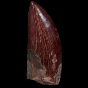 1.9" Carcharodontosaurus Fossil Tooth Cretaceous Dinosaur Morocco COA, Display