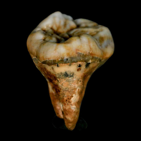 1.2" Extinct Cave Bear Ursus Spelaeus Pre-Molar Tooth Rooted Pleistocene Age COA