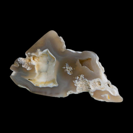 2.3" Agatized Coral Slab Fossil Oligocene and Miocene Epochs Tampa Bay Florida