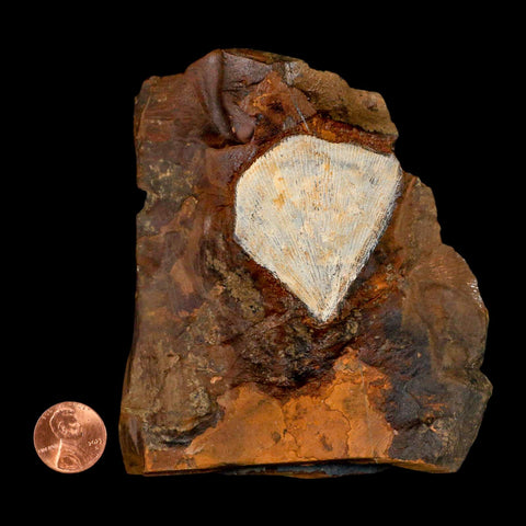 1.8" Detailed Ginkgo Cranei Fossil Plant Leaf Morton County, ND Paleocene Age COA - Fossil Age Minerals