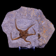 3.2" Brittlestar Ophiura Sp Starfish Fossil Ordovician Age Morocco COA & Stand