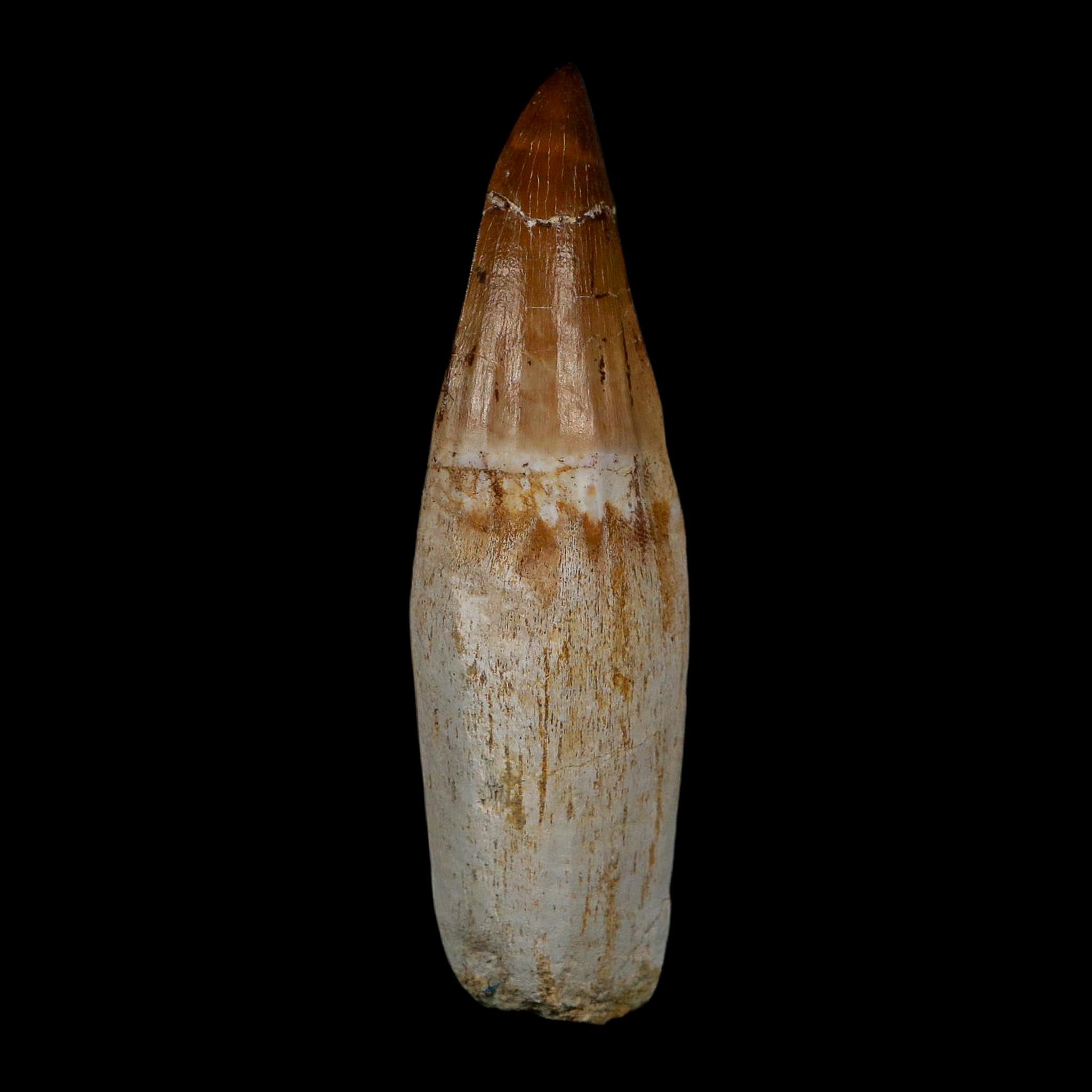XL 4.3" Mosasaur Prognathodon Fossil Tooth Rooted Cretaceous Dinosaur Era COA