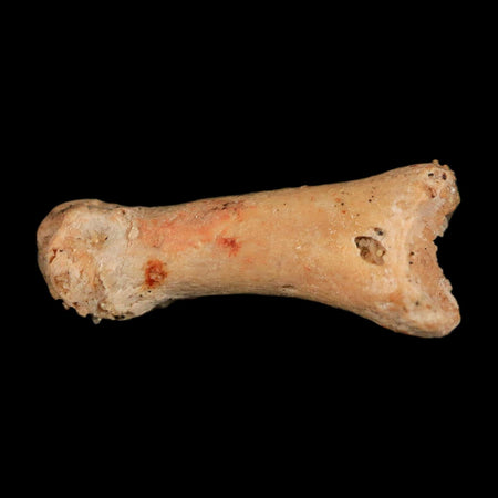 0.7" Dromaeosaurid Raptor Fossil Limb Toe Bone Cretaceous Dinosaur COA, Display