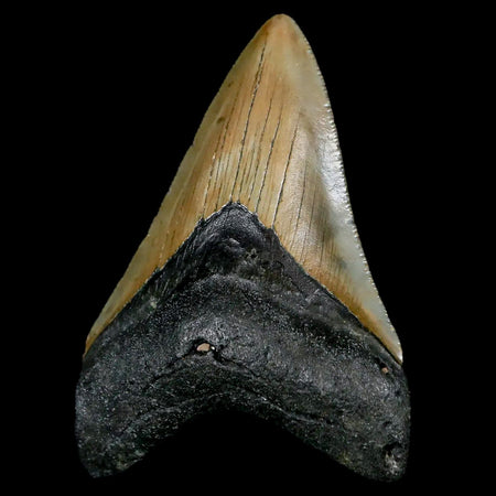 2.8" Quality Megalodon Shark Tooth Serrated Fossil Natural Miocene Age COA