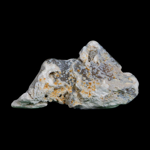 2.3" Agatized Coral Slab Fossil Oligocene and Miocene Epochs Tampa Bay Florida